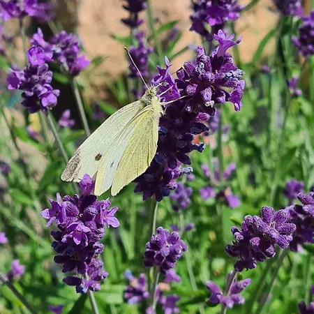 Nad Zalewem Vakantiehuis *