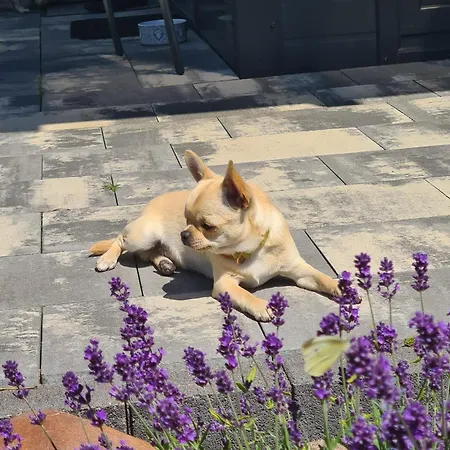 Nad Zalewem Vakantiehuis Nowe Miasto (Plonsk)