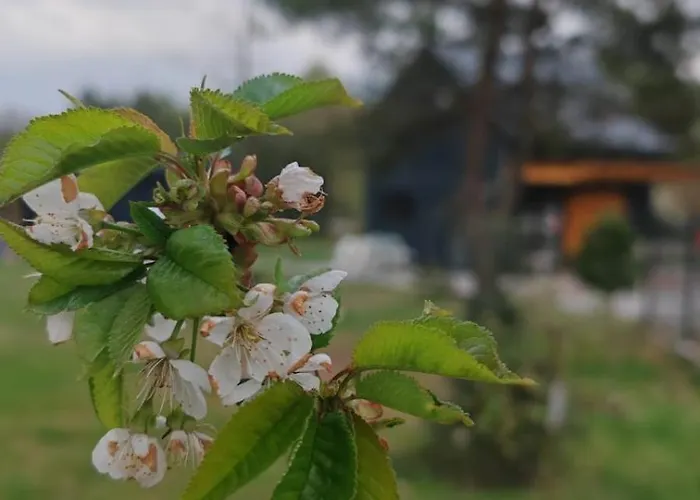 Nad Zalewem * Nowe Miasto (Plonsk)