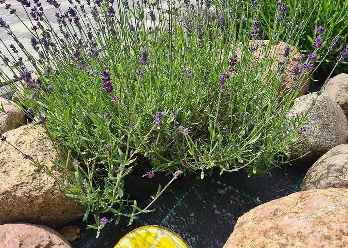 Nad Zalewem * Nowe Miasto (Plonsk)