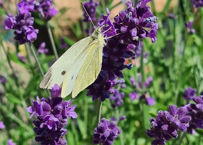 Nad Zalewem Prázdninový dům *