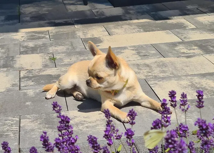 Nad Zalewem Prázdninový dům Nowe Miasto (Plonsk)